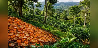 Más de 11.000 toneladas de cáscaras de naranja transformaron un ecosistema de Costa Rica: 16 años después, el terreno impactó a los científicos Más de 11.000 toneladas de cáscaras de naranja transformaron un ecosistema de Costa Rica: 16 años después, el terreno impactó a los científicos