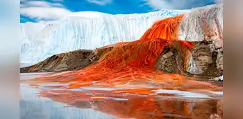 Las misteriosas "Cataratas de Sangre" de la Antártida esconden un secreto de casi 2 millones de años: hallan antigua vida marina