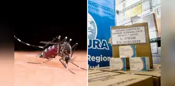 Minsa refuerza vacunación contra el dengue con casi 200.000 dosis enviadas a siete regiones del Perú Minsa refuerza vacunación contra el dengue con casi 200.000 dosis enviadas a siete regiones del Perú