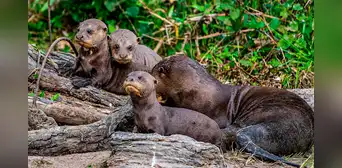 Este animal desapareció durante cuatro décadas de una reserva natural de Sudamérica: ahora volvió para recuperar el equilibrio del ecosistema Este animal desapareció durante cuatro décadas de una reserva natural de Sudamérica: ahora volvió para recuperar el equilibrio del ecosistema