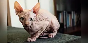 ¿Sabías que el gato 'egipcio' o 'esfinge' no viene de Egipto? Su origen está en una mutación ocurrida en América