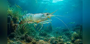 Mucho antes de la extinción de los dinosaurios, los camarones se expandieron por el mundo desde el Pacífico hace 125 millones de años Mucho antes de la extinción de los dinosaurios, los camarones se expandieron por el mundo desde el Pacífico hace 125 millones de años