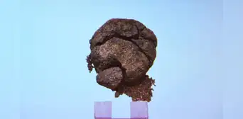 Arqueólogos turcos encontraron un pan de 8.600 años de antiguedad sorprendentemente bien conservado