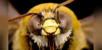 Una investigación revela que las abejas identifican rostros humanos procesando rasgos faciales como lo hacen las personas Una investigación revela que las abejas identifican rostros humanos procesando rasgos faciales como lo hacen las personas