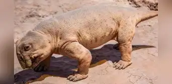 El pequeño animal de cuatro patas que sobrevivió a una de las extinciones más devastadoras de la historia gracias a una sorprendente estrategia con sus huevos El pequeño animal de cuatro patas que sobrevivió a una de las extinciones más devastadoras de la historia gracias a una sorprendente estrategia con sus huevos