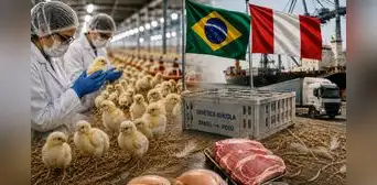 Perú aumenta a más del doble sus compras de genética avícola de Brasil y apunta a mayores importaciones de cerdo Perú aumenta a más del doble sus compras de genética avícola de Brasil y apunta a mayores importaciones de cerdo