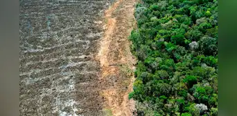 Brasil recibiría un mayor impacto de El Niño tras perder una vegetación dos veces mayor que toda Francia, según estudio Brasil recibiría un mayor impacto de El Niño tras perder una vegetación dos veces mayor que toda Francia, según estudio