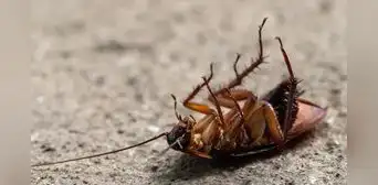 La extraña razón por la que aparecen más cucarachas en casa cuando hace calor: existe una explicación y así puedes evitar que invadan tu hogar