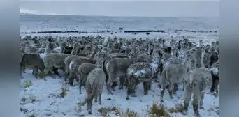 DANA “Aníbal” podría agravar pérdidas ganaderas en la sierra: frío extremo ya causa muerte de crías DANA “Aníbal” podría agravar pérdidas ganaderas en la sierra: frío extremo ya causa muerte de crías