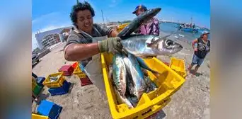 El Niño 2026: Urgen blindar la biodiversidad marina, la pesca y el turismo en el Perú El Niño 2026: Urgen blindar la biodiversidad marina, la pesca y el turismo en el Perú
