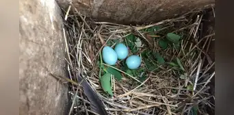 Muchas aves comenzaron a colocar plantas frescas en sus nidos: los científicos descubren que los pichones nacen más sanos Muchas aves comenzaron a colocar plantas frescas en sus nidos: los científicos descubren que los pichones nacen más sanos