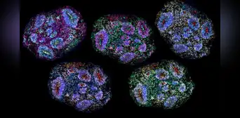 Un avance sin precedentes: científicos construyeron cerebros en miniatura que pueden percibir el paso del tiempo Un avance sin precedentes: científicos construyeron cerebros en miniatura que pueden percibir el paso del tiempo