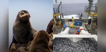 ¿Pesca industrial en Paracas? Gobierno de Keiko Fujimori pondría en riesgo áreas naturales protegidas