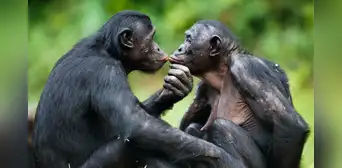 Unos investigadores descubrieron que 2 especies de primates pueden recordar a sus antiguos amigos: uno de ellos reconoció a su hermana después de 26 años de separación Unos investigadores descubrieron que 2 especies de primates pueden recordar a sus antiguos amigos: uno de ellos reconoció a su hermana después de 26 años de separación