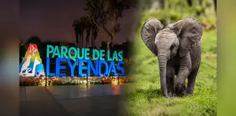 Dos gigantes llegan a Lima: Parque de las Leyendas alista nuevo hogar para dos elefantes africanos traídos desde México Dos gigantes llegan a Lima: Parque de las Leyendas alista nuevo hogar para dos elefantes africanos traídos desde México