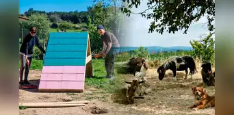 Buscan voluntarios para cuidar perros, gatos y animales de granja en Portugal: alojamiento gratis y comida por 24 horas de ayuda semanal Buscan voluntarios para cuidar perros, gatos y animales de granja en Portugal: alojamiento gratis y comida por 24 horas de ayuda semanal