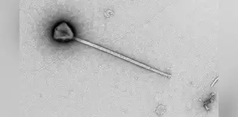 Descubren en el océano Pacífico un virus gigante con una cola 11 veces mayor que su cuerpo: podría usarla para aferrarse al plancton