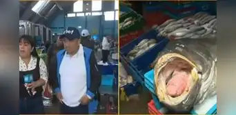 Fenómeno El Niño cambia el pescado para el ceviche: nuevas especies llegan a los restaurantes en Lima
