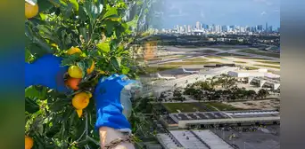 Buscan voluntarios para vivir gratis en Miami: ofrecen habitación y baño privados a cambio de cuidar bosques 20 horas por semana