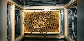 La NASA envió 3300 abejas al espacio para hacer panales sin gravedad: desde chocar contra las paredes hasta construir una estructura de 200 cm