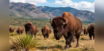 Llegaron en 2009 siendo solo 23 y ahora son 500: el experimento que regresó los bisontes a México tras desaparecer por la caza humana