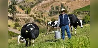 Ganaderos advierten que eventual derogatoria de norma sobre leche evaporada golpearía la producción nacional Ganaderos advierten que eventual derogatoria de norma sobre leche evaporada golpearía la producción nacional