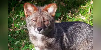 Un comerciante vendió una cabeza disecada creyendo que era de un zorro, pero resultó ser de una especie extinta hace mucho tiempo Un comerciante vendió una cabeza disecada creyendo que era de un zorro, pero resultó ser de una especie extinta hace mucho tiempo