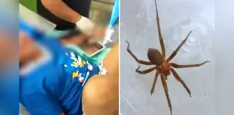 Menor fallece tras ser mordida por una araña en su vivienda: ataque le habría provocado insuficiencia renal aguda Menor fallece tras ser mordida por una araña en su vivienda: ataque le habría provocado insuficiencia renal aguda