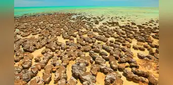 Unos antiguos fósiles vivientes que viven en un entorno marino podrían revelar cómo comenzó la vida compleja en la Tierra