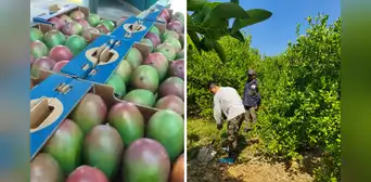 Cultivos en riesgo: Lluvias propiciadas por El Niño podrían afectar el 60% de la producción en Piura Cultivos en riesgo: Lluvias propiciadas por El Niño podrían afectar el 60% de la producción en Piura