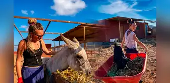El increíble refugio en España que busca voluntarios para vivir gratis en Islas Canarias: cuidarían animales rescatados durante 3 semanas