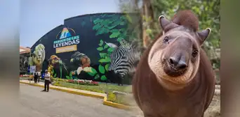 “Hasta siempre, Pancha”: Parque de las Leyendas despide a tapir rescatada que albergó durante 20 años “Hasta siempre, Pancha”: Parque de las Leyendas despide a tapir rescatada que albergó durante 20 años