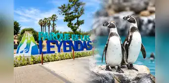 Parque de las Leyendas ofrecerá 50% de descuento en sus entradas para estas fechas de setiembre Parque de las Leyendas ofrecerá 50% de descuento en sus entradas para estas fechas de setiembre