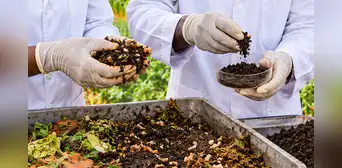 Científicos convierten residuos e insectos en fertilizante: sistema multiplica hasta 8,5 veces las cosechas y reduce químicos Científicos convierten residuos e insectos en fertilizante: sistema multiplica hasta 8,5 veces las cosechas y reduce químicos