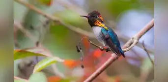 El ave más pequeña del mundo vive en la selva de América Latina: parece una abeja, mide solo 5 centímetros y pesa menos de 2 gramos El ave más pequeña del mundo vive en la selva de América Latina: parece una abeja, mide solo 5 centímetros y pesa menos de 2 gramos