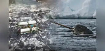 Científicos rastrearon con sensores a 6 “unicornios del mar” por 3 años: lo hallado bajo el hielo del Ártico enciende las alarmas