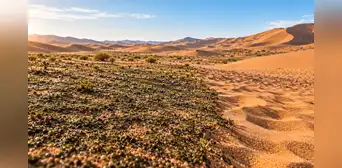 China hace retroceder al desierto con un “súper pegamento vivo”: microbios transforman las dunas en suelo fértil y frenan más del 90% de la erosión China hace retroceder al desierto con un “súper pegamento vivo”: microbios transforman las dunas en suelo fértil y frenan más del 90% de la erosión