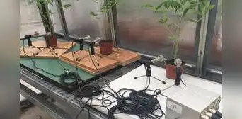 Las plantas “gritan” cuando están estresadas: científicos descubrieron los sonidos que emiten y son imperceptibles para los humanos