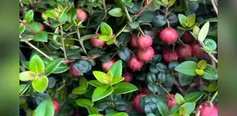 Hace 200 años parecía una buena idea plantarlo para alimentar a la población: hoy es una especie invasora que se combate con drones Hace 200 años parecía una buena idea plantarlo para alimentar a la población: hoy es una especie invasora que se combate con drones