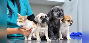 El 64% de los hogares peruanos tiene al menos una mascota: perros y gatos son los preferidos, según INEI
