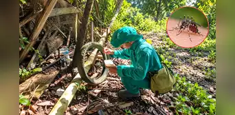 Fenómeno El Niño podría elevar el riesgo de dengue en Amazonas: Diresa advierte sobre nuevos criaderos Fenómeno El Niño podría elevar el riesgo de dengue en Amazonas: Diresa advierte sobre nuevos criaderos
