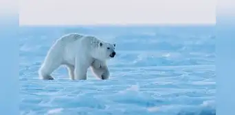 El oso polar no tiene el pelaje blanco: este es el extraño efecto que hace que lo veamos de ese color El oso polar no tiene el pelaje blanco: este es el extraño efecto que hace que lo veamos de ese color