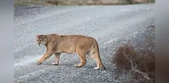 Un puma huérfano que no olvida su origen: regresó 3 veces al lugar exacto donde fue rescatado de cachorro en la carretera