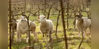 Diez ovejas dejadas en un viñedo sorprendieron a todos 5 años después: mejoraron el suelo y redujeron los costes Diez ovejas dejadas en un viñedo sorprendieron a todos 5 años después: mejoraron el suelo y redujeron los costes