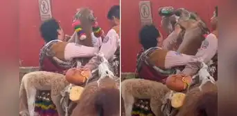 Danzantes son cuestionados por darle de beber cerveza a una llama durante festividad en Cusco
