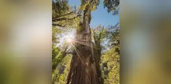 El árbol más antiguo del mundo está en América Latina: tiene más de 5.400 años y sobrevivió al nacimiento de las primeras civilizaciones El árbol más antiguo del mundo está en América Latina: tiene más de 5.400 años y sobrevivió al nacimiento de las primeras civilizaciones