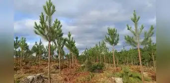 El experimento que cambió una parte de Uruguay: plantaron pinos y 20 años después los ríos transportaban menos agua