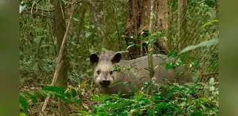 Plantaron 840.000 árboles en una antigua zona ganadera de Brasil: 25 años después regresó un animal desaparecido hacía un siglo