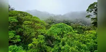 En 1940 este país de América Latina tenía bosques en el 75% de su territorio: ahora ha conseguido recuperarlos con sencilla formula En 1940 este país de América Latina tenía bosques en el 75% de su territorio: ahora ha conseguido recuperarlos con sencilla formula