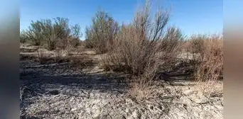 Hace 200 años lo plantaron para frenar la erosión de los ríos: hoy es uno de los árboles invasores más difíciles de eliminar en EE. UU. Hace 200 años lo plantaron para frenar la erosión de los ríos: hoy es uno de los árboles invasores más difíciles de eliminar en EE. UU.